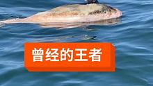 咱也不知道啥鱼 #海钓 #在快手看海钓 #钓鱼人