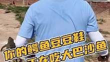 你的鳄鱼豆豆鞋正在吃大巴沙鱼#鳄珍