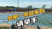想带一条回家的请举手#鳄珍