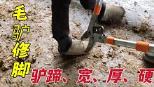 大剪子剪大驴蹄真过瘾！三下五除二就铲掉一半多，真痛快！