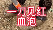 驴蹄一刀见血泡，再不修成漏蹄了 #传统手艺人 #毛驴修蹄 #手艺人