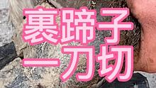 裹蹄子驴蹄备受煎熬，一刀切平得劲了 #传统手艺人 #毛驴修蹄 #手艺人