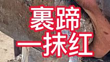 裹蹄像棒槌一样，切开一抹红 #集结吧光合创作者 #传统手艺人 #毛驴修蹄
