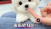 艾特世界上最可爱的人来看～#铲屎官的乐趣 #我的毛孩子能治愈一切不快乐 #养狗 #比熊
