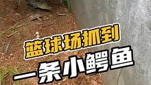 篮球场抓到一条小鳄鱼#鳄珍
