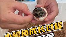 小鳄鱼成长过程，一直都可爱#鳄珍