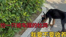 遇见一只流浪杜宾犬，刚看到就被车撞了，我该不该收养它？