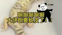 啊啊啊啊 今天又是充满挑战的一天 卡皮了的大伊朗#爬宠 #豹纹守宫 #萌宠 #异宠 #神奇动物在抖音