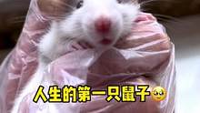 人生的第一只鼠#萌宠出道计划