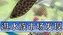万万没想到在本地的水族市场还能遇到我没见过的小鱼，在对他一无所知的情况下还是选择带了两条回家，希望可