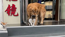 猫咪被狗带回家