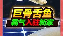 1050元买到24厘米巨骨舌鱼，形态霸气凶猛入缸，熬过3天危险期 #巨骨舌鱼  #水族 #亚马逊猛鱼