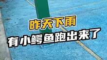 昨天下雨有小鳄鱼跑到篮球场上了#鳄珍 