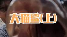 来叔抽坑连抓值钱好货，一条活跳凶猛的大鲨鱼，满嘴尖牙还挺吓人（上）
