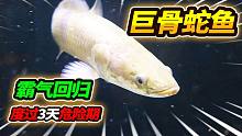 1050元买到24厘米巨骨舌鱼，形态霸气凶猛入缸，熬过3天危险期