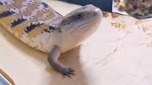 鸡胸肉对蓝舌蜥蜴的吸引力，直接恶龙咆哮#蜥蜴 #爬宠 #奇妙的动物 #萌宠  #蓝舌石龙子 