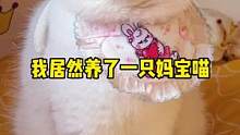 想不到，我居然养了一只妈宝喵#萌宠出道计划 #猫咪的迷惑行为 #我和我的猫