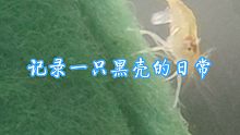 记录一只黑壳的日常