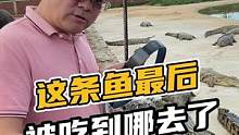 这条鱼最后被吃到哪去了？#鳄珍 