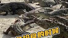 鳄鱼抢食的时候咬到腿了#鳄珍