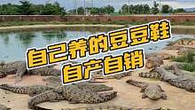 自己养殖的鳄鱼豆豆鞋，自产自销#鳄珍