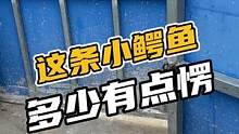 这条小鳄鱼多少有点愣#鳄珍
