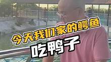 今天我们家的鳄鱼吃鸭子#鳄珍