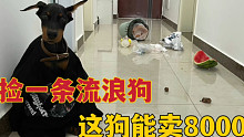 流浪杜宾犬捡回家第一天，狗就把家拆了，一问价格这狗能卖8千？