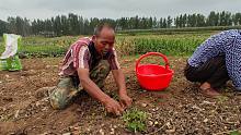 2021年：连续下雨导致花生落地，农村大叔一个一个捡，乐观面对