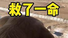 没想到在西藏遇见的“二哈”是一只野狼，马克上演忠心救主#萌猫萌狗狂欢季
