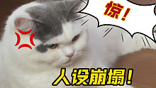 我的猫这样应该跟我没关系吧？
