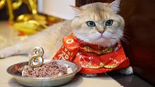 猫咪8岁生日宴，仪式感必须有！