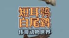 什么叫鹞子翻身？短耳鸮猫头鹰遭遇白尾鹞的空中拦截...#动物世界 #猛禽 #白尾鹞 #动物图鉴