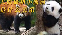 大熊猫和小熊猫是什么关系？