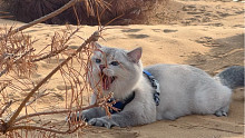 把沙漠变成猫咪的后花园，有多酷～