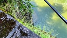 【路亚】富鳜险中求，路亚技巧