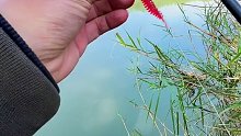 【路亚】铅头钩+轻舞虫操作手法