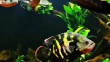 深圳鱼友投稿：超帅的猛鱼小缸#养鱼日记 #南美缸 #猛鱼 #南美缸造景 #雷龙鱼