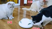 给猫咪们买了一件四头电动逗猫棒，二哈猫兴奋地把它当成了王八