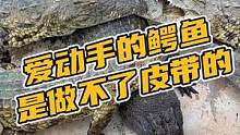 喜欢动手的鳄鱼，是做不了皮带的#鳄珍 