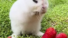 这么可爱的兔子，你喜欢吗？