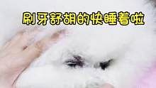 沉浸式刷牙#比熊 #狗狗 #萌宠好物
