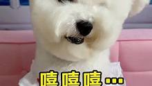 #宠物吃货 #家有萌宠比熊 哈哈哈，这孩子笑的太好看了…