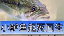 我的小鲈鱼今天终于重获新生，不得不说这个品种真是好养，特别耐操，而且智商也是相当不低了#大口黑鲈#养