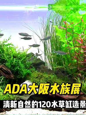 2022年ADA大阪水族展水草造景缸#玻璃缸中的大自然 #水草缸 #水草造景 #草缸 #水草缸造景
