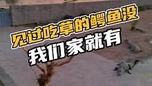见过吃草的鳄鱼没，我们家就有#鳄珍