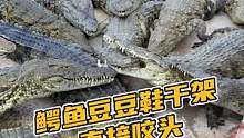 鳄鱼豆豆鞋干架，直接咬头#鳄珍