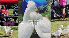 “丑”小鸭的故事