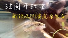 在国外也要养原生鱼！中国小伙开缸野采欧洲溪流原生鱼