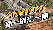 给我们家的鳄鱼，捅一捅测一测#鳄珍
